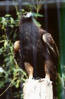 Rakuten begins forest preservation for golden eagles