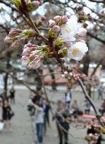 Cherry blossoms in Tokyo