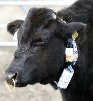 Cow in Fukushima wearing device for research purposes