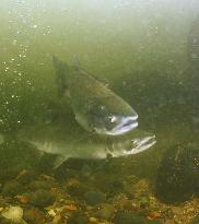 Pink salmon signify autumn at Shiretoko World Heritage site