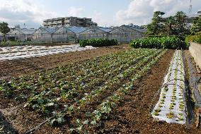 Tokyo snapshot: Vegetable fields dotting Tokyo's Edogawa area