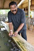 Turtle conservation project in Sri Lanka overcomes tsunami impact