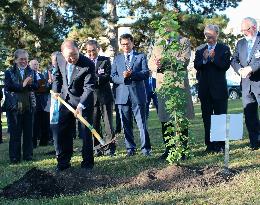 U.N. chief plants sapling descended from A-bombed ginkgo tree