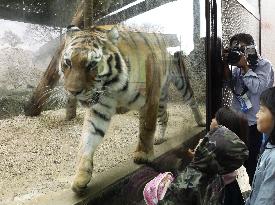 Amur tiger at Kumamoto zoo