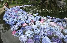 Hydrangea at Osaka temple