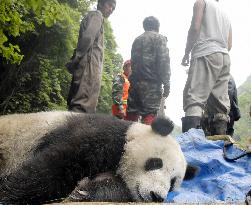 Giant panda missing from conservation center rescued