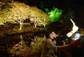 Trees lit up at Entsu-in temple