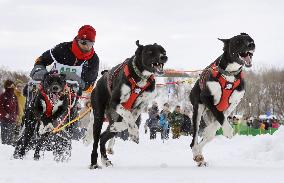 Annual dogsled race on northern tip of Japanese archipelago