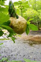 Green tree frogs' spawn in dried-out marsh