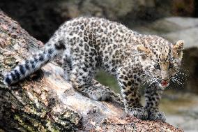 Baby leopard unveiled at Kobe zoo