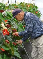 Floriculture trial in Fukushima town uses polyester medium