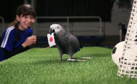 Olivia the parrot predicts soccer game for Rio