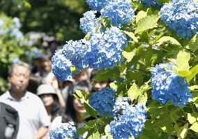 Hydrangea in bloom on sunny day amid rainy season