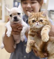Dogs and Cats
