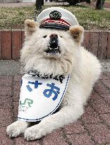 Akita dog Wasao charms passengers