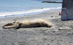 Whale carcass in Yokosuka