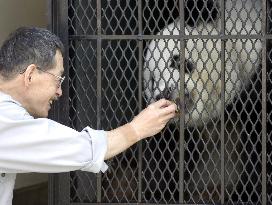 Mexican panda leaves Japan after unsuccessful mating