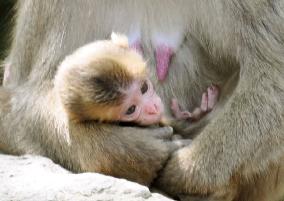 Japan zoo decides to keep monkey's Charlotte name after much ado
