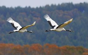 Red-crowned cranes in Hokkaido