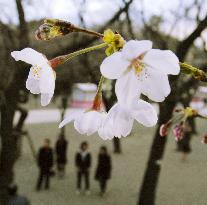Cherry blossoms bloom in Tokyo, ahead of nation