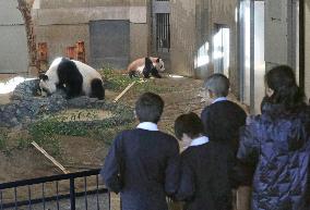 Panda cub Xiang Xiang at Tokyo zoo