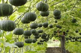 Squashes are hung in air