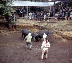 Bullfighting in Japan during 1970s