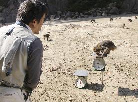 Monkeys on Japanese island