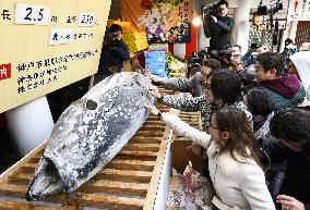 Coins pressed on tuna for good luck in western Japan