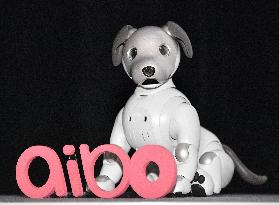 Aibo robot dog