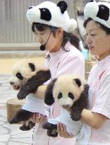 Twin pandas growing at good pace