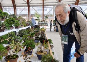 Int'l bonsai fair in Takamatsu