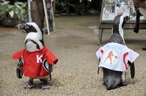 Penguins in Nishikori's hometown