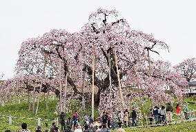 Famous cherry tree in Fukushima lures visitors in full bloom