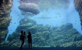 Giant water tank at aquarium replicates ocean off northeastern Japan