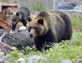 Fishermen, brown bears live side by side in northern Japan