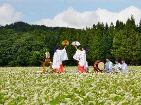 Shinto ritual performed in buckwheat field in Hokkaido