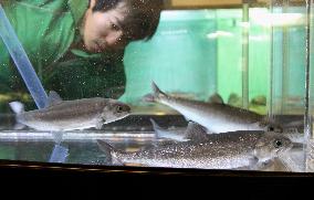 Lake Tazawa survey planned to revive habitat for rare trout species