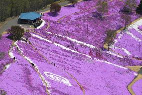 Moss phlox bloom in northern Japan town