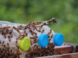 Beehive fence stops elephants from destroying crops in Thailand