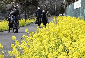 "Nanohana" in bloom in Tokyo