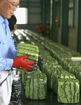 Cube-shaped watermelon in western Japan