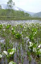 (2)Skunk cabbages in full bloom at Ozegahara marshy plain