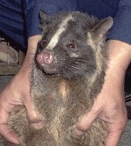 (2)Masked palm civet cat