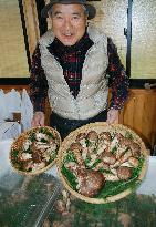 Bountiful harvest of 'matsutake' mushrooms in Nagano Pref.