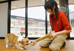 Luxurious pet hotel to open at Narita Airport