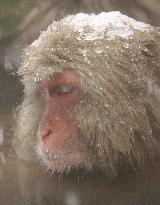 (3)Monkeys in hot spring