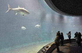 Tuna at Tokyo aquarium being wiped out, virus found