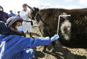 "White spots" on Fukushima Pref.'s cow measured