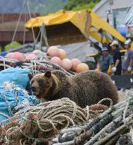 Co-existing with bears at Japan World Heritage site Shiretoko